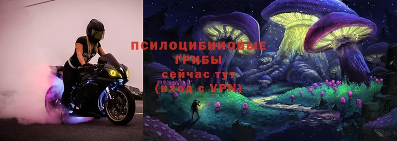 Галлюциногенные грибы Magic Shrooms  что такое   Гатчина 